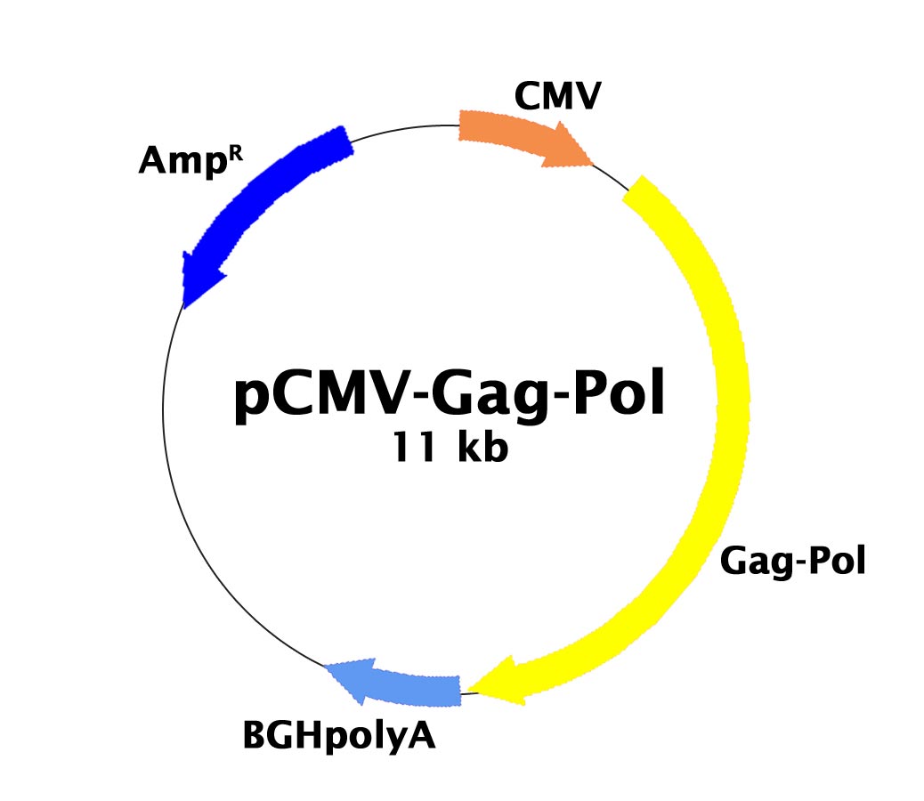 pCMV-Gag-Pol载体图谱
