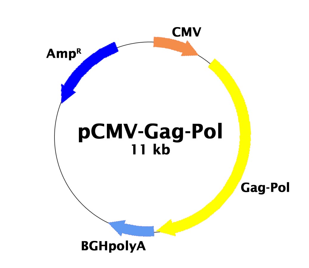 pCMV-Gag-Pol載體圖譜