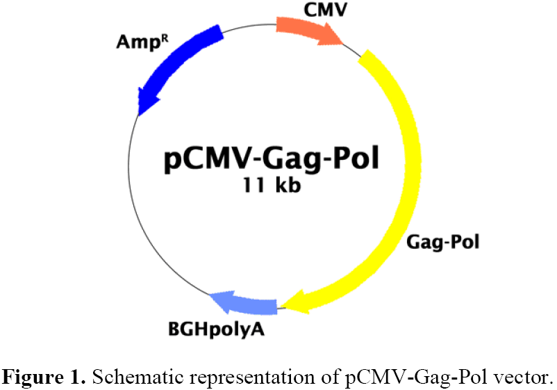pCMV-Gag-Pol载体图谱