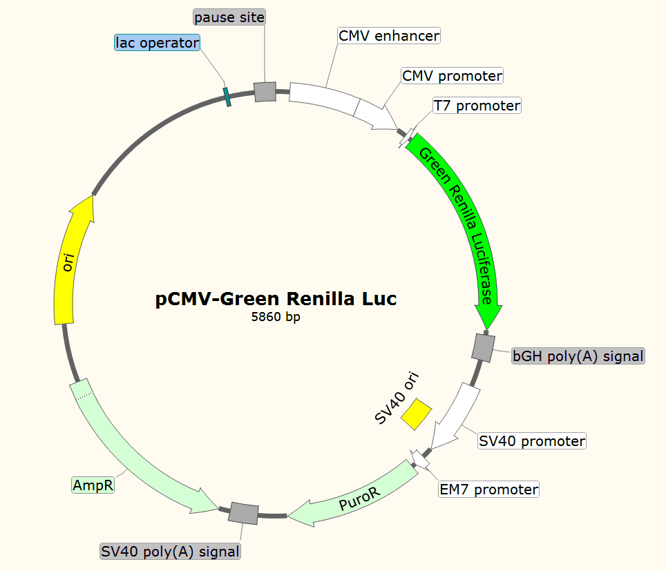 pCMV-Green-Renilla-Luc载体图谱
