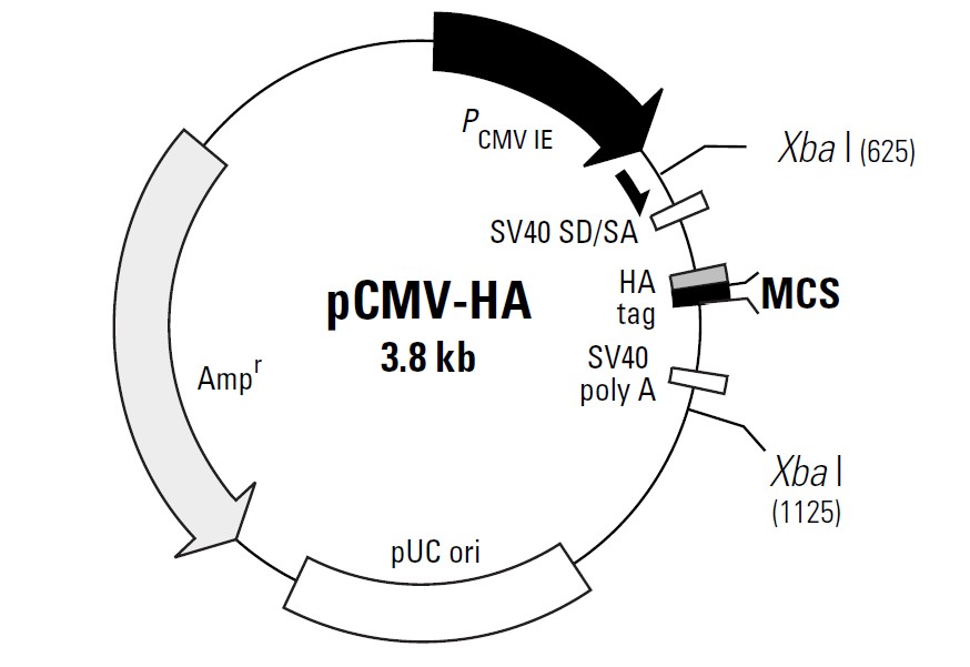 pCMV-HA载体图谱