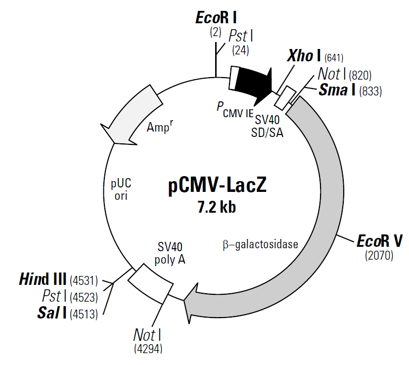 pCMV-LacZ载体图谱