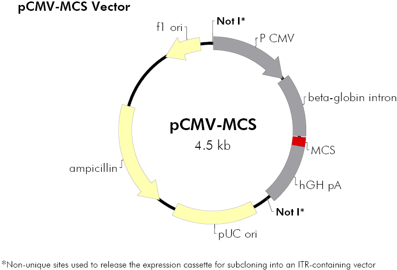 pCMV-MCS载体图谱