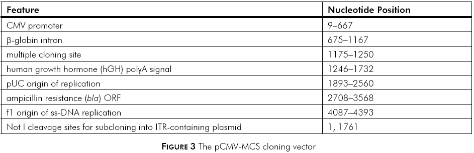 pCMV-MCS载体特征