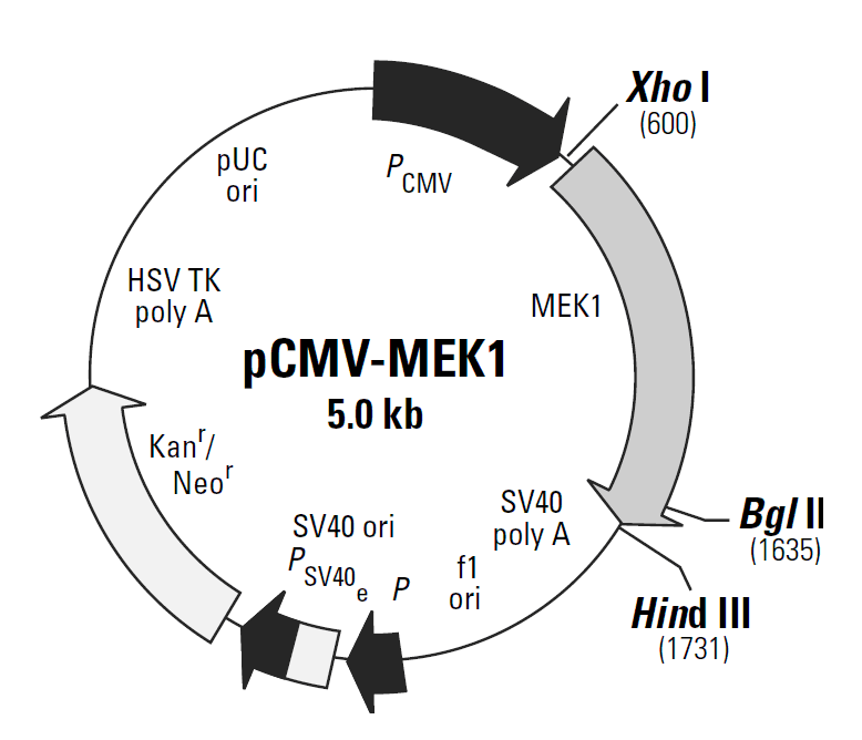 pCMV-MEK1載體圖譜