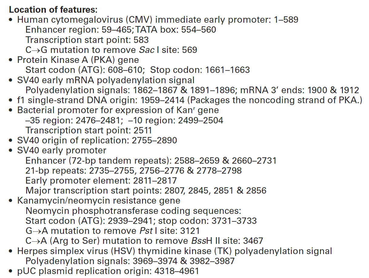 pCMV-PKA 载体特征