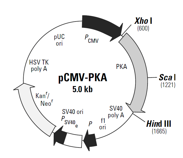 pCMV-PKA载体图谱