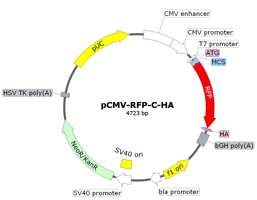 pCMV-RFP-C-HA載體圖譜