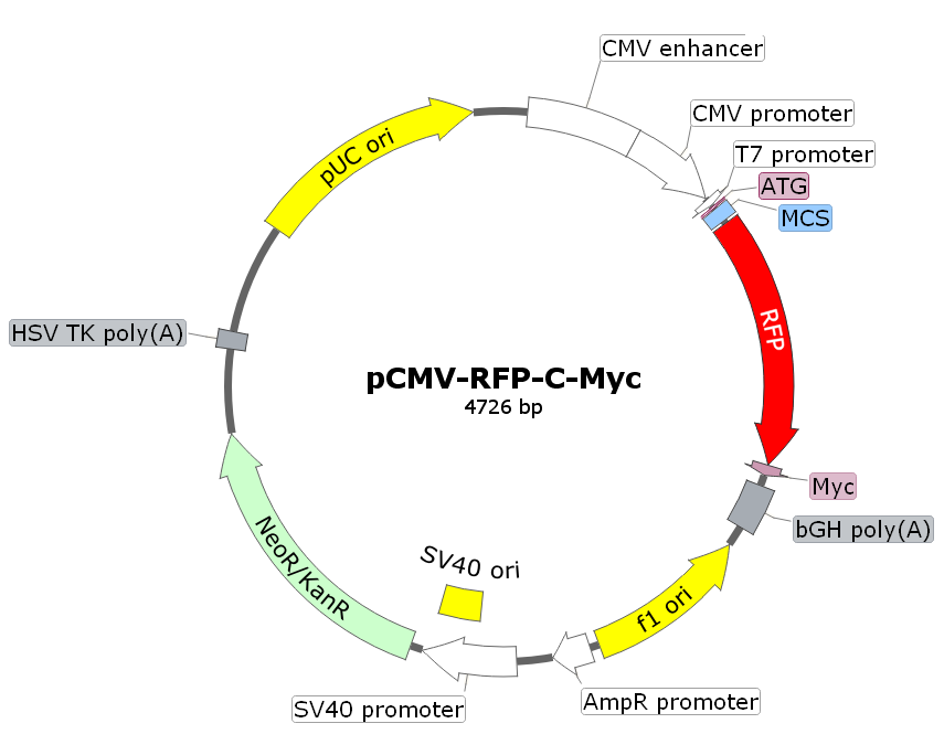 pCMV-RFP-C-Myc载体图谱