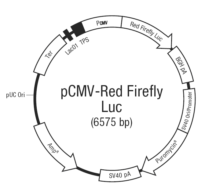 pCMV-Red-Firefly-Luc载体图谱