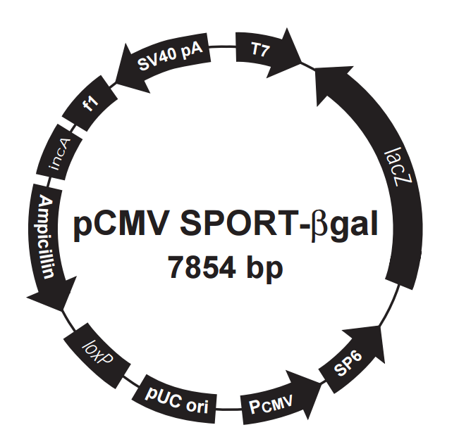 pCMV-SPORT-βgal載體圖譜