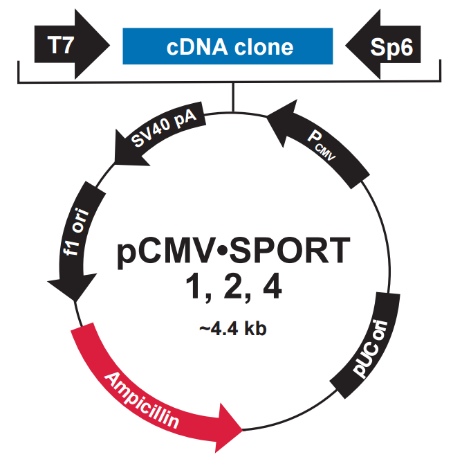 pCMV-SPORT2載體圖譜