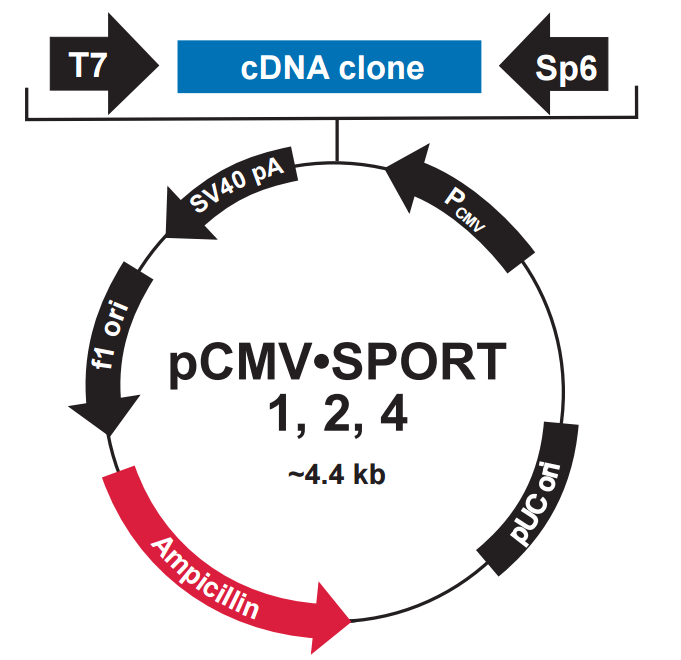 pCMV-SPORT2载体图谱