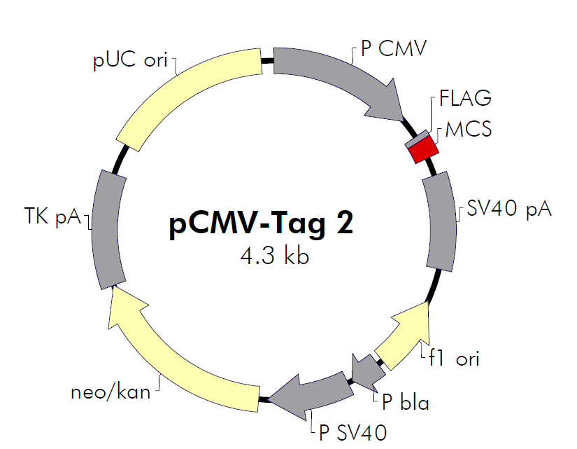pCMV-Tag 2C载体图谱