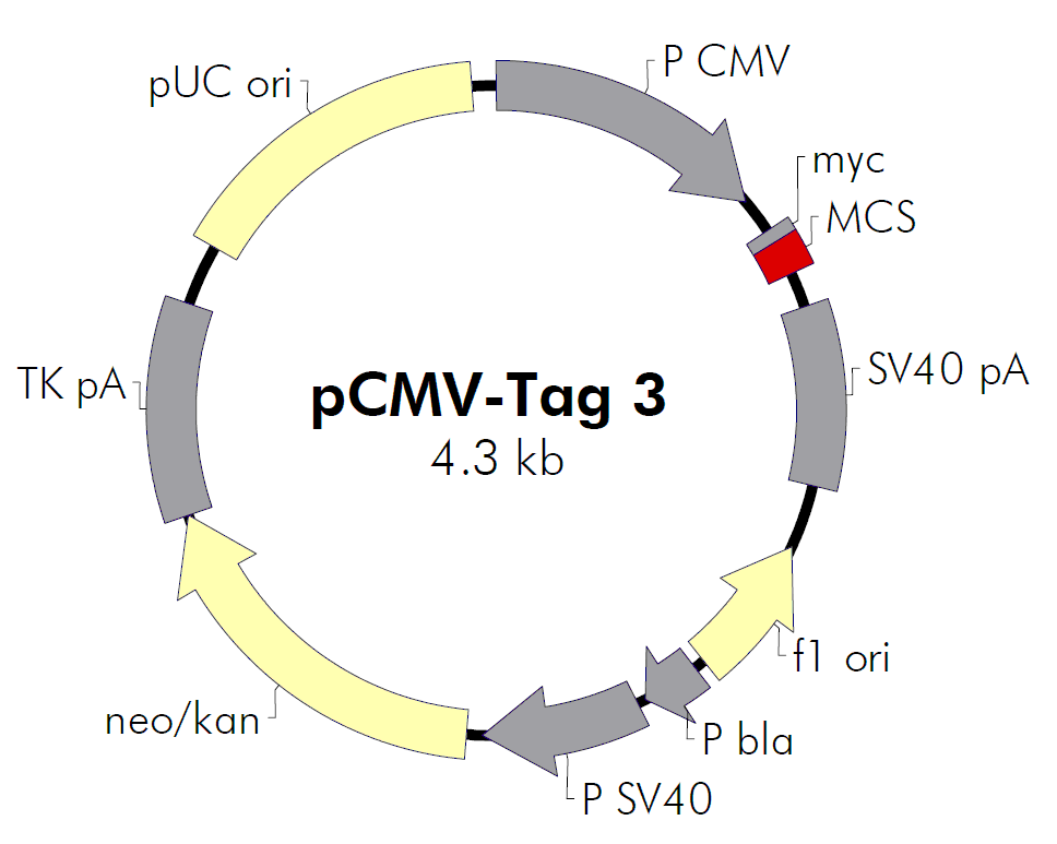 pCMV-Tag 3A载体图谱
