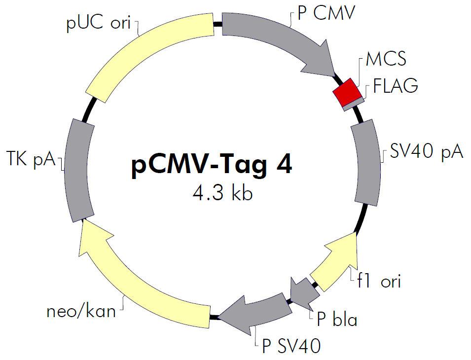 pCMV-Tag 4A载体图谱