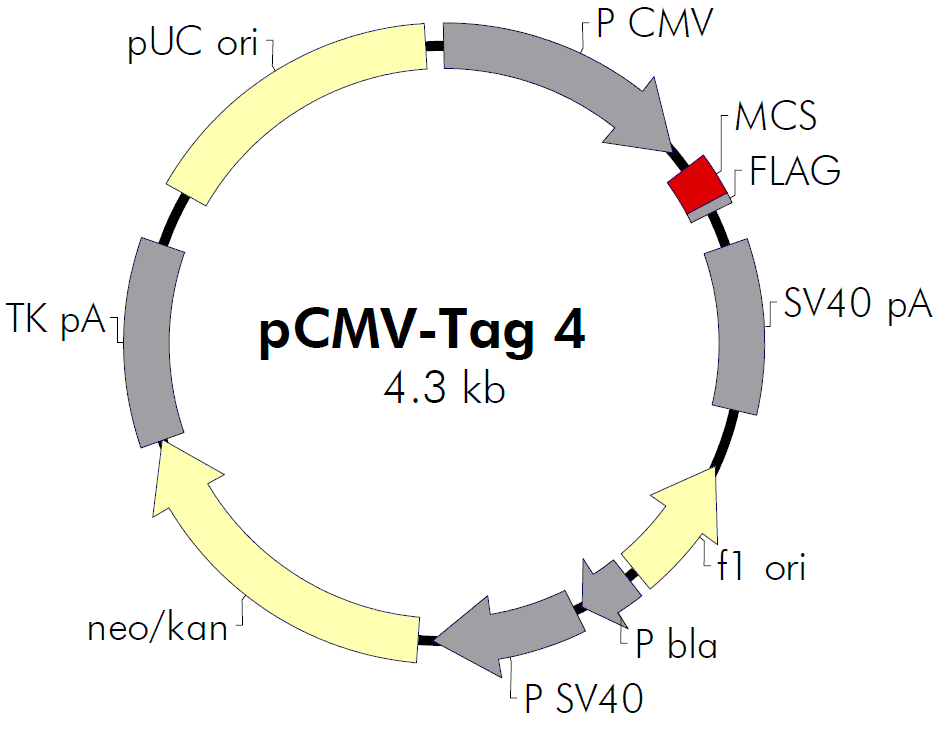 pCMV-Tag 4B载体图谱