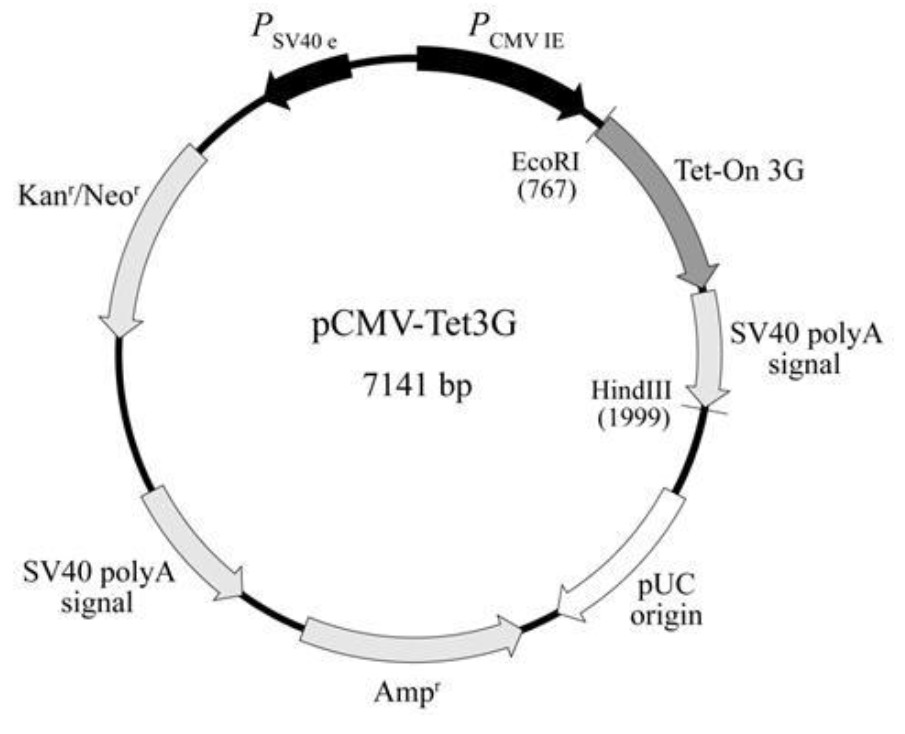 pCMV-Tet3G载体图谱
