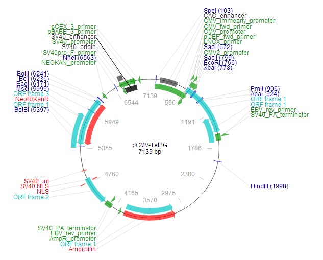 pCMV-Tet3G载体图谱2