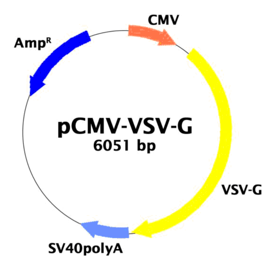pCMV-VSVG 載體圖譜