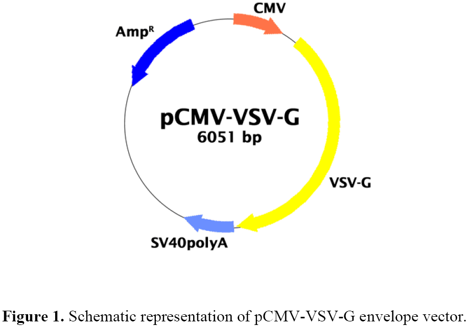 pCMV-VSV-G载体图谱