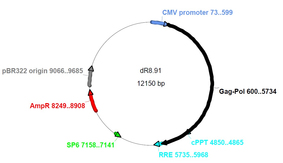 pCMV-dR8.91载体图谱