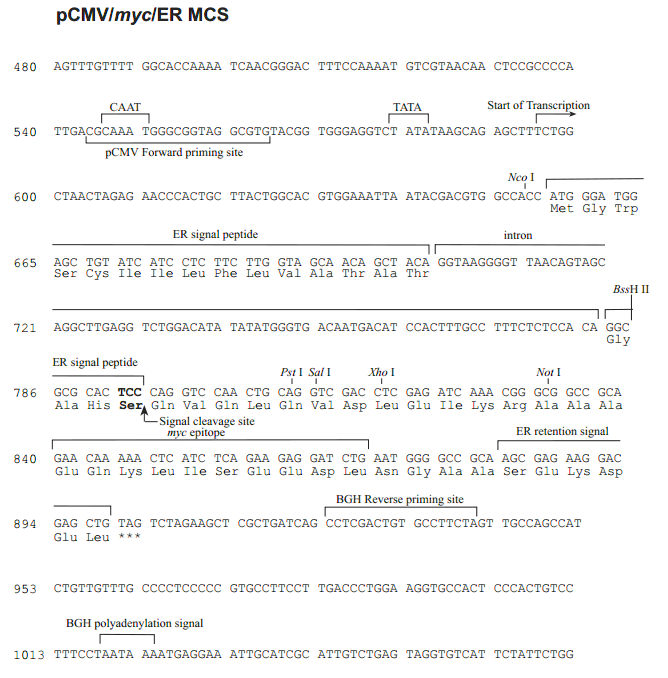 pCMV-myc-ER多克隆位点