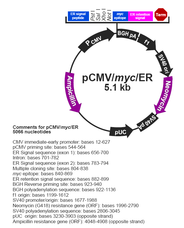 pCMV-myc-ER载体图谱