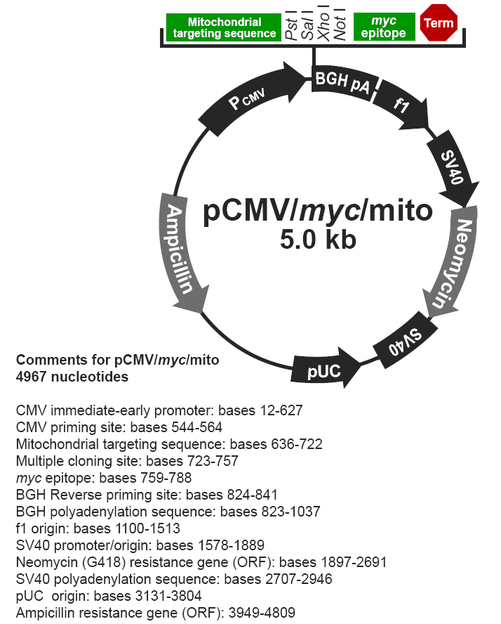 pCMV-myc-Mito载体图谱