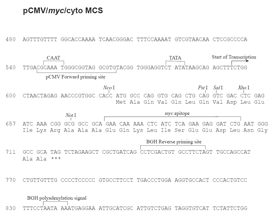 pCMV-myc-cyto多克隆位點(diǎn)