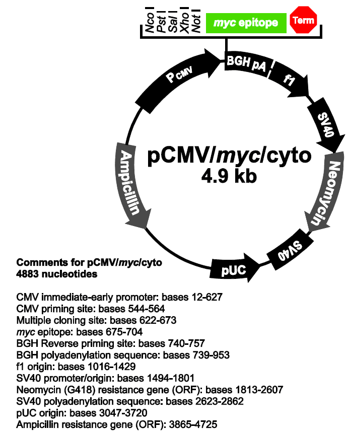 pCMV-myc-cyto载体图谱