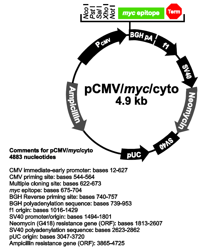 pCMV-myc-cyto載體圖譜