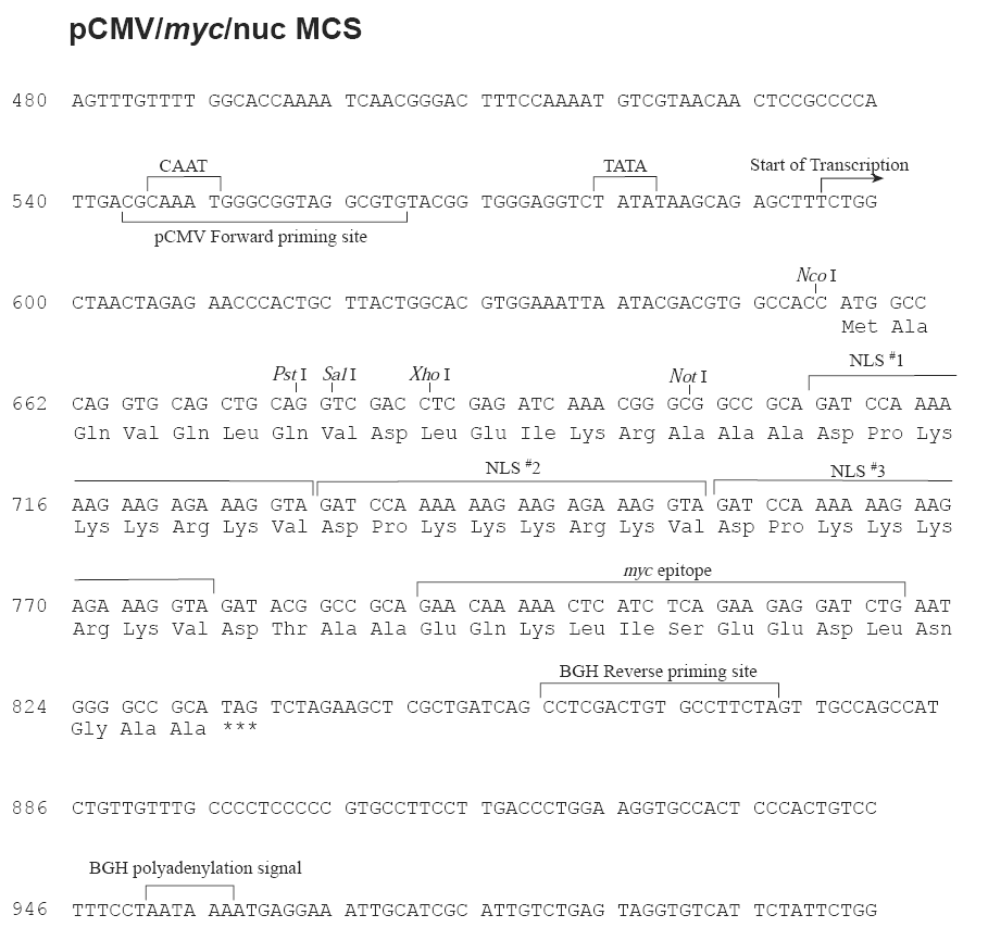 pCMV-myc-nuc多克隆位点