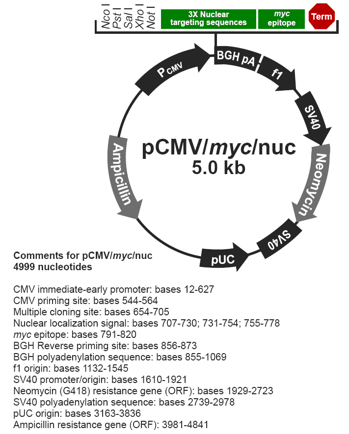 pCMV-myc-nuc载体图谱