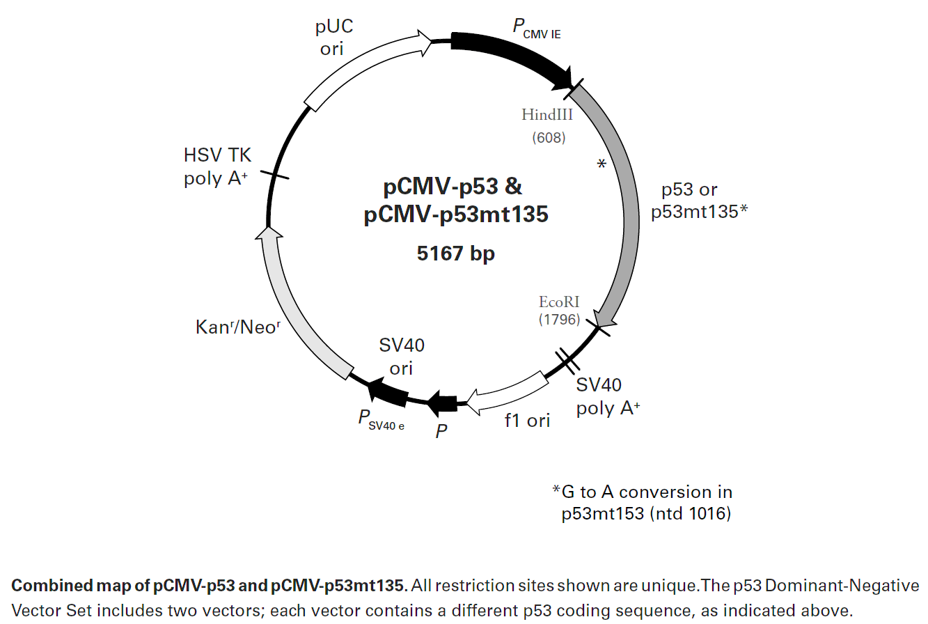 pCMV-p53载体图谱