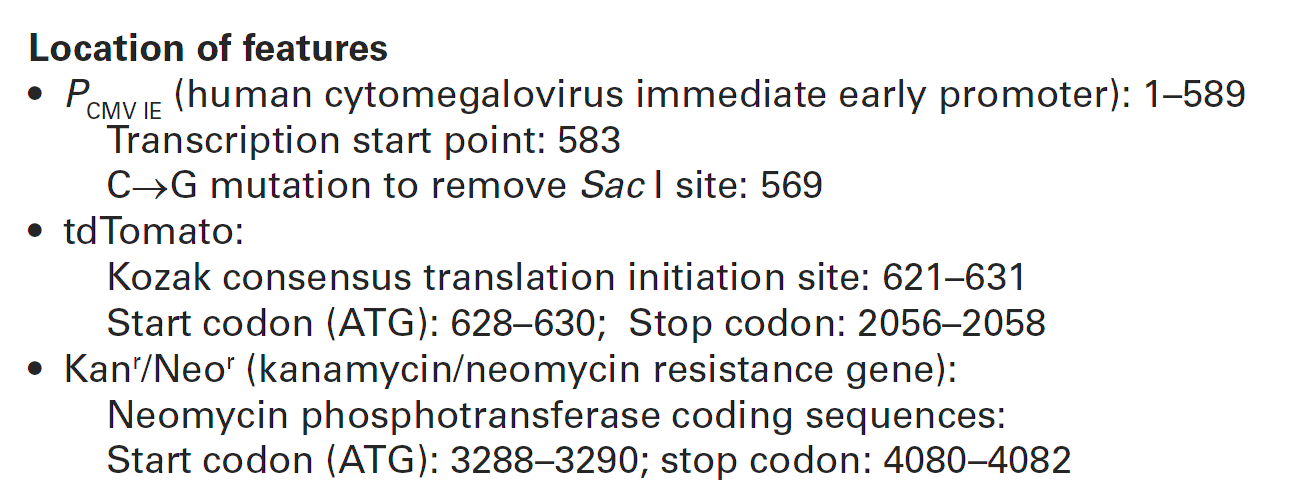 pCMV-tdTomato 载体特征