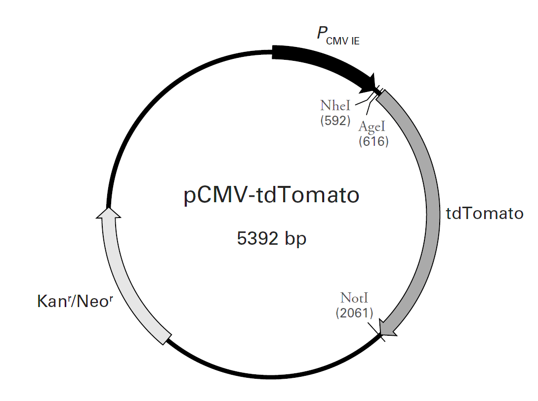 pCMV-tdTomato载体图谱