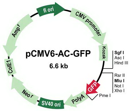 pCMV6-AC-GFP载体图谱