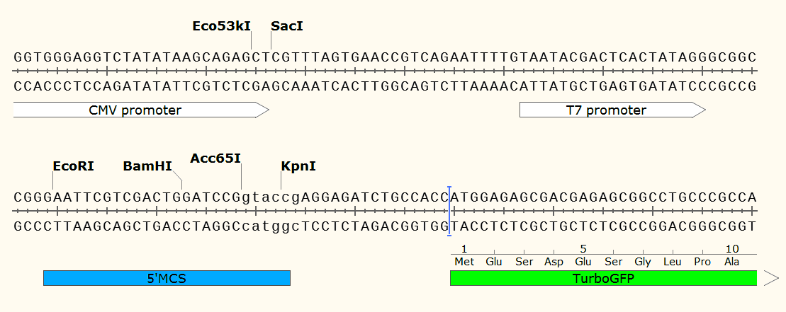 pCMV6-AN-GFP 多克隆位点1