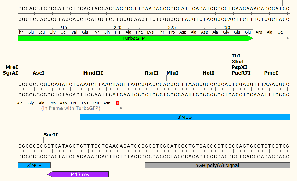 pCMV6-AN-GFP 多克隆位点2