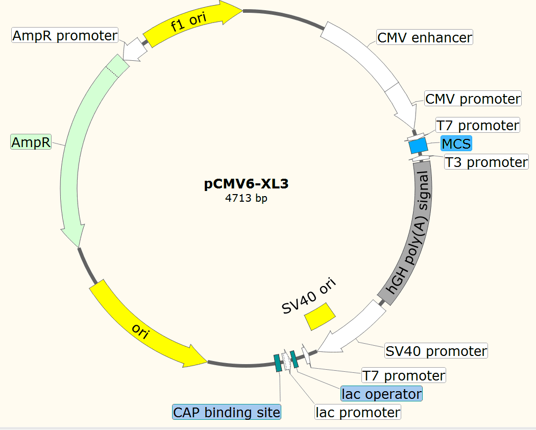 pCMV6-XL3载体图谱
