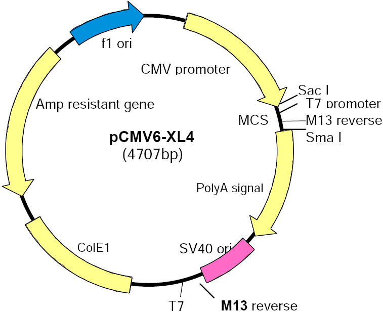 pCMV6-XL4载体图谱