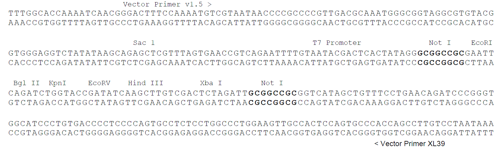 pCMV6-XL5 多克隆位点