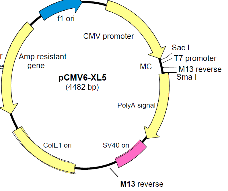 pCMV6-XL5载体图谱