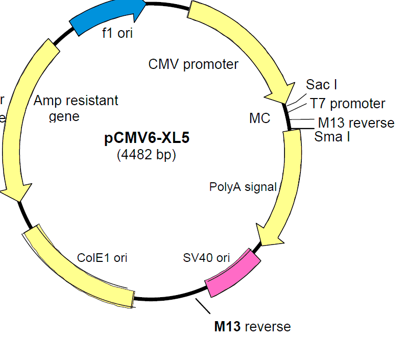 pCMV6-XL5載體圖譜