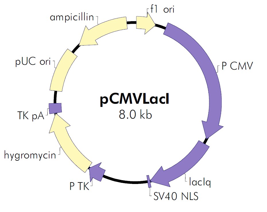 pCMVLacI载体图谱