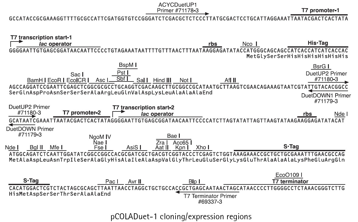 pCOLADuet-1多克隆位点