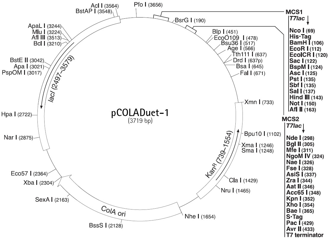 pCOLADuet-1载体图谱