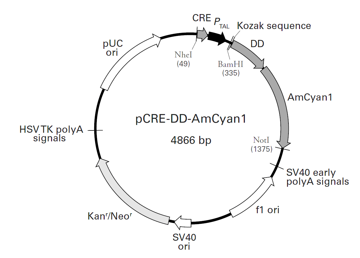 pCRE-DD-AmCyan1载体图谱