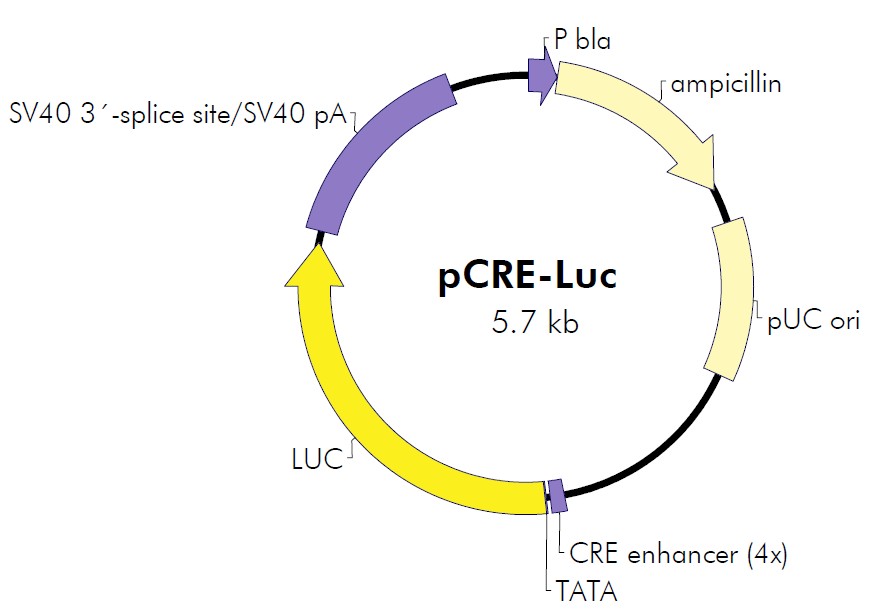 pCRE-Luc载体图谱